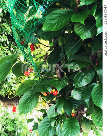 Cherries found in a residential area Cherries found in a residential area 122487544