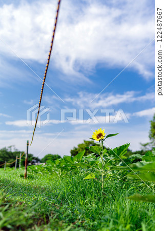 The first sunflower to bloom in the sunflower field The first sunflower to bloom in the sunflower field 122487667
