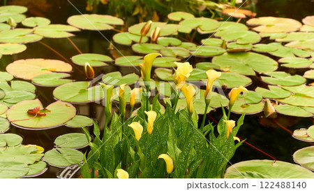Yellow lily flowers on a pond covered with green leaves of water lilies. Nature. Yellow lily flowers on a pond covered with green leaves of water lilies. Nature. 122488140