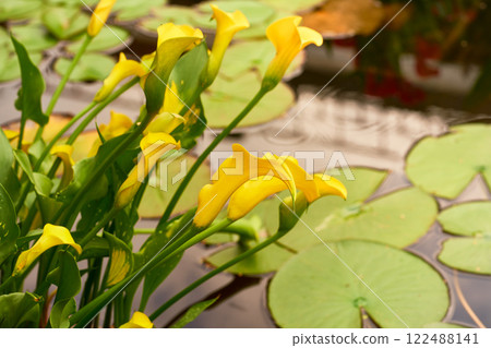 Yellow lily flowers on a pond covered with green leaves of water lilies. Nature. Yellow lily flowers on a pond covered with green leaves of water lilies. Nature. 122488141