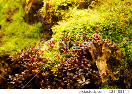 Green plants Ludwigia repens and rotala in the botanical garden.     122488144