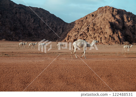 Herd of Camels Roaming the Desert Against a Rocky Mountain Backdrop. Saudi Arabia. Herd of Camels Roaming the Desert Against a Rocky Mountain Backdrop. Saudi Arabia. 122488531