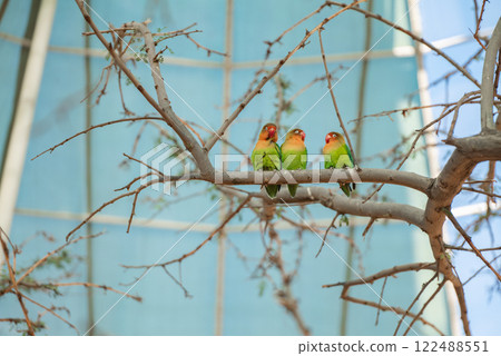 Three Colorful Parrots on a Branch in an Aviary. Saudi Arabia. Safari Three Colorful Parrots on a Branch in an Aviary. Saudi Arabia. Safari 122488551