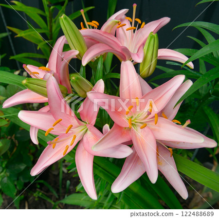 Beautiful pink Lily flower on leaves background. Beautiful pink Lily flower on leaves background. 122488689