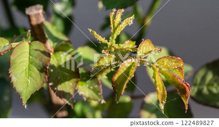 Close up of Aphids sucking nutrient from the rose leaf. Aphids is small, soft-bodied insects that feed by sucking the nutrient-rich liquids out of plant 122489827
