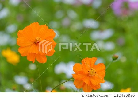 Yellow cosmos stands out against a green background Yellow cosmos stands out against a green background 122489850