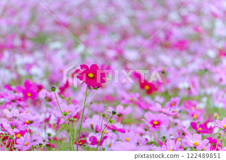 A field of pink cosmos A field of pink cosmos 122489851
