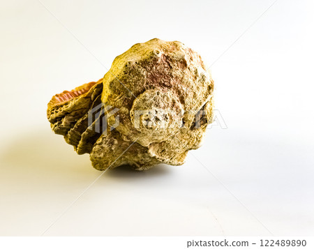 Rapans are sea mollusks. Seashell on a white background Rapans are sea mollusks. Seashell on a white background 122489890