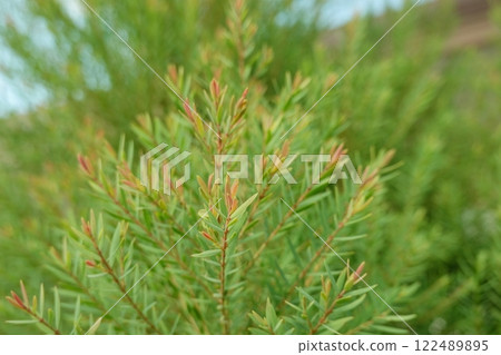 Melaleuca bracteata macro leaves small world 122489895