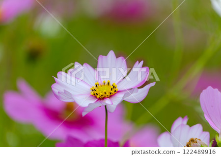 淡粉紅色波斯菊輕輕綻放 122489916