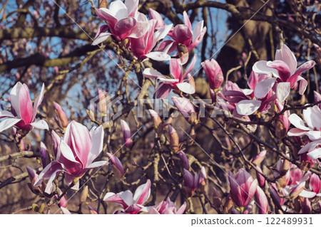 Magnolia flowers in bloom. 122489931