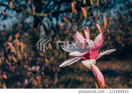 Magnolia flowers in bloom. 122489932