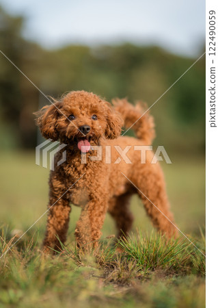 A playful brown toy poodle dog with its tongue sticking out. Happy active toy poodle puppy on a walk in the public park 122490059