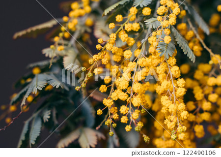 Mimosa acacia flowers Mimosa acacia flowers 122490106