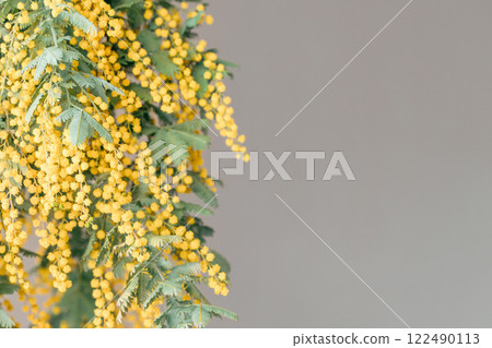 Mimosa acacia flowers Mimosa acacia flowers 122490113