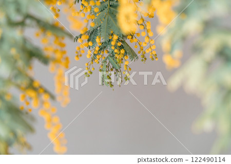 Mimosa acacia flowers Mimosa acacia flowers 122490114