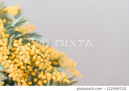 Mimosa acacia flowers Mimosa acacia flowers 122490118