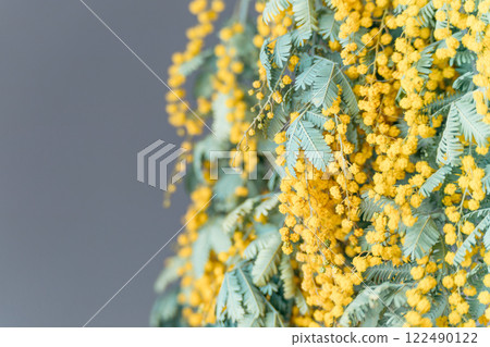 含羞草金合歡花 122490122