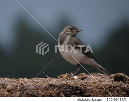 A small bird in a picturesque place A small bird in a picturesque place 122490185