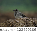 A small bird in a picturesque place 122490186