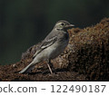 Photo of a bird on a beautiful background 122490187