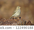 Photo of a bird on a beautiful background 122490188