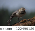 Beautiful bird in calm weather 122490189
