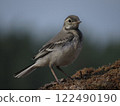 Beautiful bird in calm weather 122490190