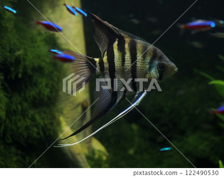 scalare angelfish pterophyllum scalare underwater scalare angelfish pterophyllum scalare underwater 122490530