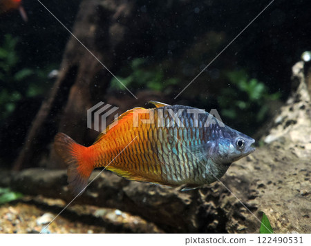 boeseman's rainbowfish Melanotaenia boesemani underwater portrait boeseman's rainbowfish Melanotaenia boesemani underwater portrait 122490531