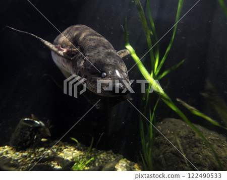West african lungfish Protopterus annectens underwater portrait 122490533