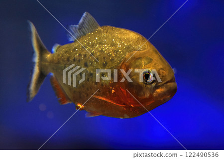 red piranha fish close up detail underwater Pygocentrus nattereri 122490536
