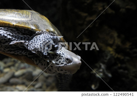 Malaclemys diamondback terrapin turtle underwater portrait Malaclemys diamondback terrapin turtle underwater portrait 122490541