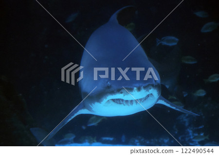 Sand tiger shark underwater coming to you Sand tiger shark underwater coming to you 122490544
