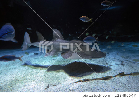 Sand shark underwater coming to you Sand shark underwater coming to you 122490547