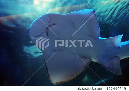 Sand shark underwater coming to you Sand shark underwater coming to you 122490549