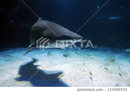 Sand tiger shark underwater coming to you Sand tiger shark underwater coming to you 122490550