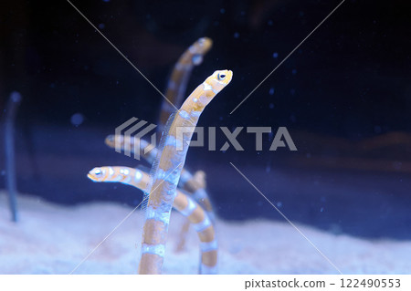 garden eels underwater close up 122490553
