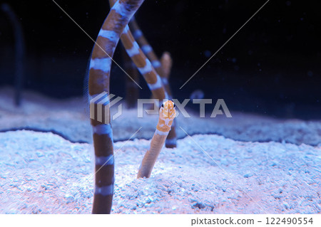 garden eels underwater close up 122490554