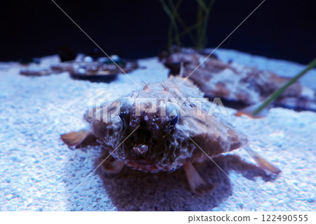 batfish ogcocephalus cubiformes underwater portrait 122490555