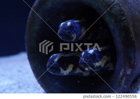 engineer goby fish underwater close up engineer goby fish underwater close up 122490556