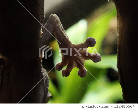 Gecko paw detail close up 122490564
