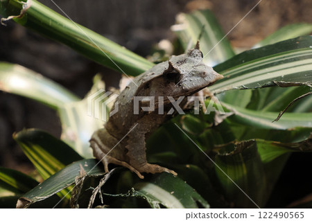 solomon island leaf frog close up 122490565