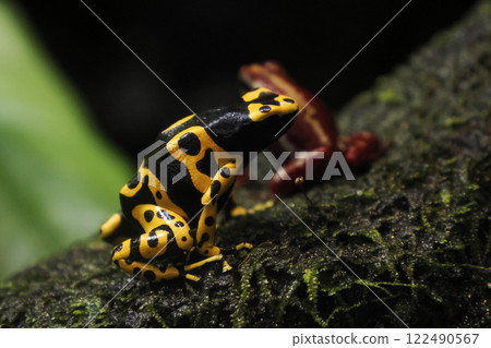 Bumbeblee Poison dart frog close up portrait 122490567
