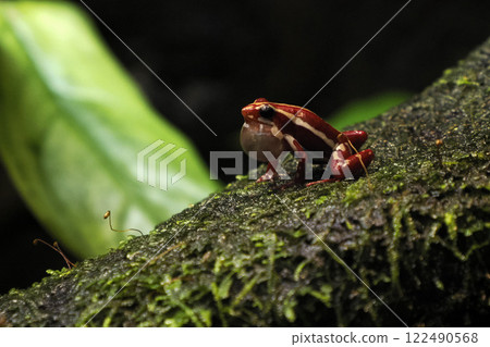 Splash backed Poison dart frog close up portrait 122490568