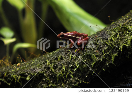 Splash backed Poison dart frog close up portrait 122490569
