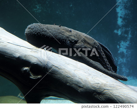 upside down freshwater catfish underwater portrait upside down freshwater catfish underwater portrait 122490574