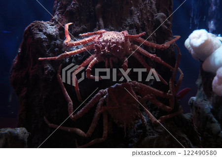 deep sea carrier crab underwater deep sea carrier crab underwater 122490580