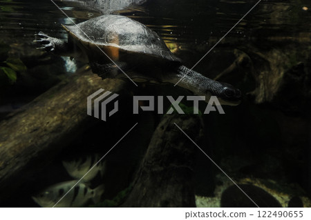 new guinea snake necked turtle chelodina novae guinaeae underwater 122490655