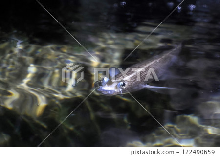 Largescale foureyes anableps anablepsfish portrait 122490659